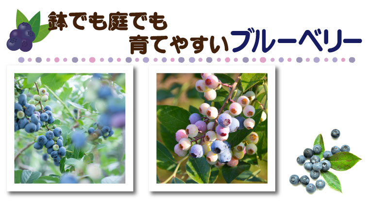 鉢でも庭でも育てやすい【ブルーベリー】　～品種・肥料を与える時期・収穫のタイミング～