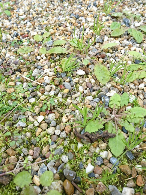 DCM おうちの草コロリ4