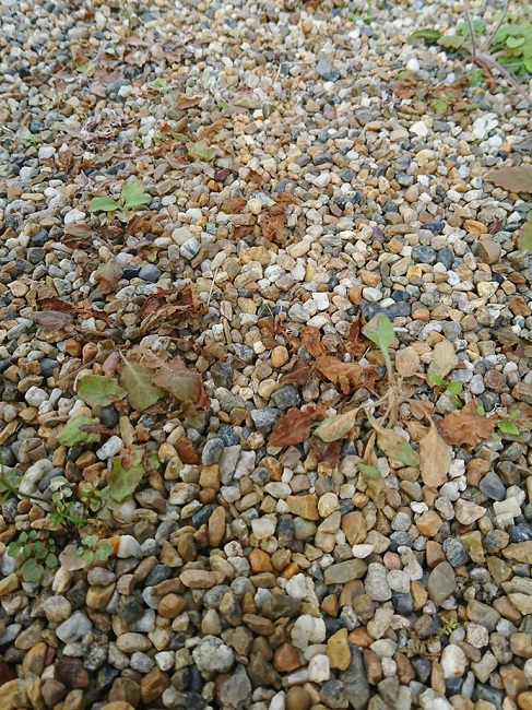 DCM おうちの草コロリ5