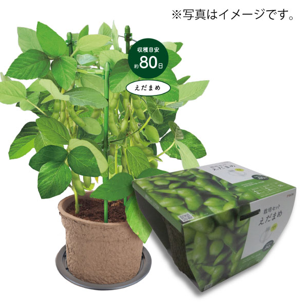 DCM 超かんたん!らくらく栽培セット バジル