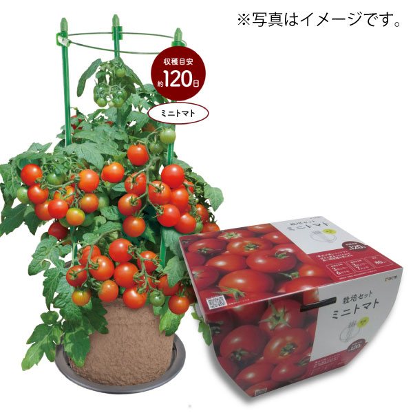 DCM 超かんたん!らくらく栽培セット ミニトマト