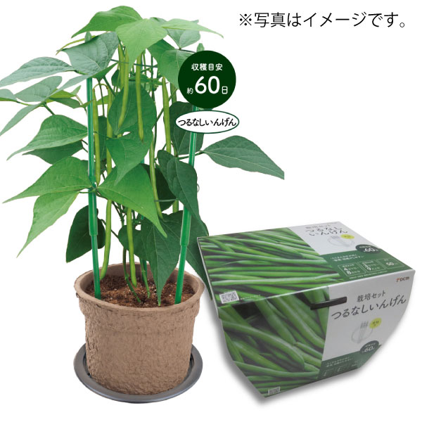 DCM 超かんたん!らくらく栽培セット ミニなす