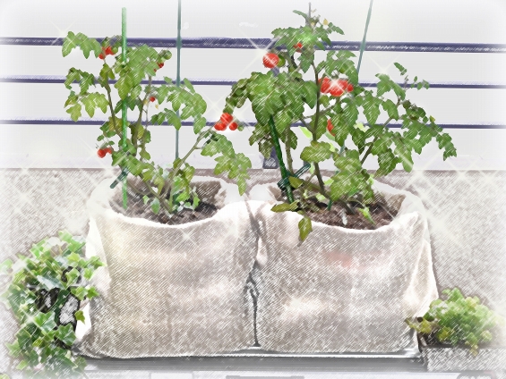 カンタン映える トマトの袋栽培 やってみた 家事の裏ワザ 連載 コラム くらしメイド ｄｃｍ
