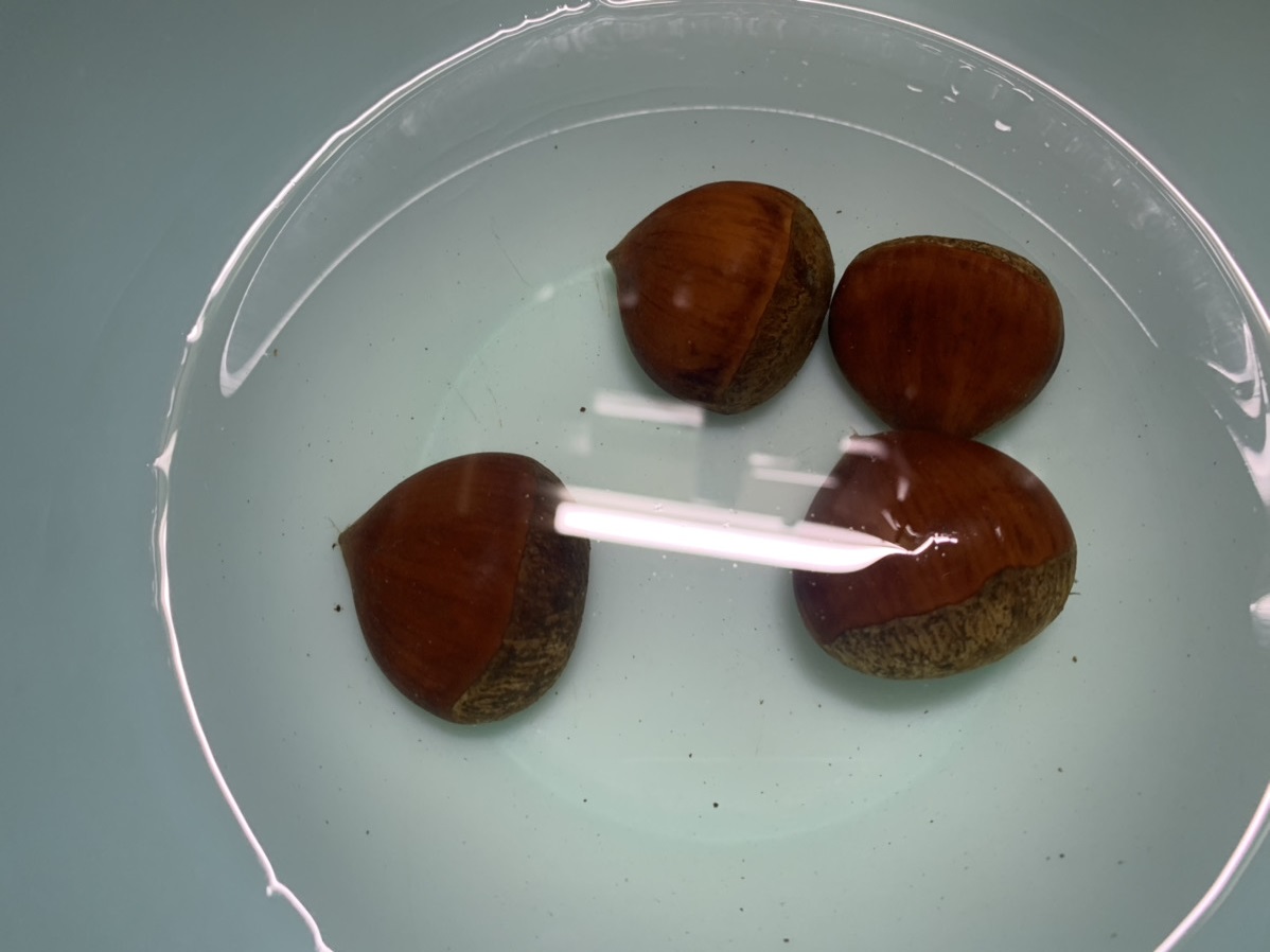 実際に栗の皮をむいてみよう！