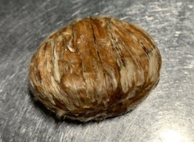 鬼皮の下にある「渋皮」