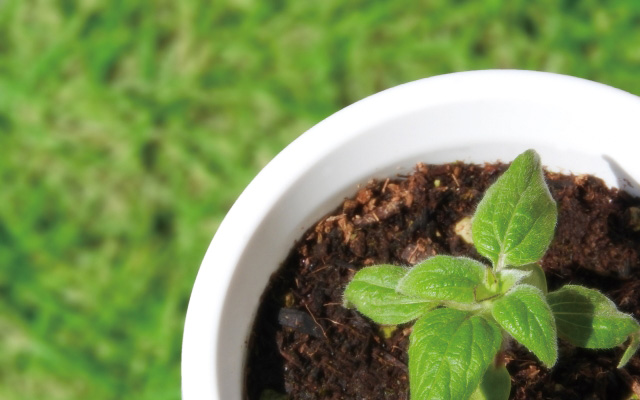 栽培のイメージ