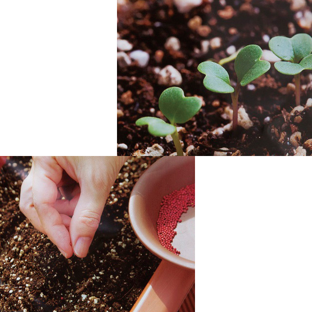 種まきから栽培まで