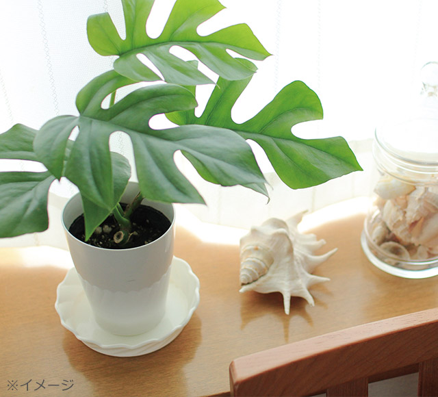 殺菌処理されたきれいな土