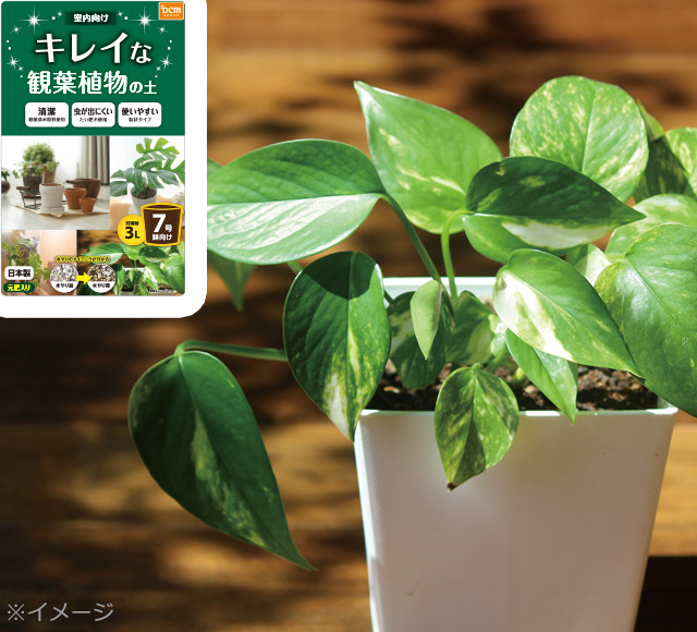 ｄｃｍ キレイなサボテン 多肉植物の土 ｄｃｍ キレイな観葉植物の土 商品カテゴリー ガーデニング 商品紹介 ｄｃｍ