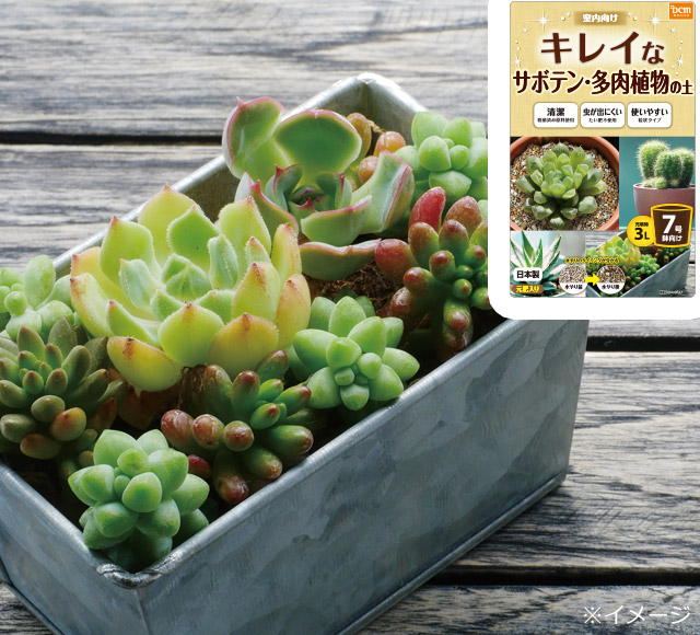 dcm キレイなサボテン 多肉植物の土 dcm キレイな観葉植物の土 商品カテゴリー ガーデニング 商品紹介 dcm dcm キレイなサボテン 多肉植物の土 dcm キレイな観葉植物の土 商品カテゴリー ガーデニング 商品紹介 dcm