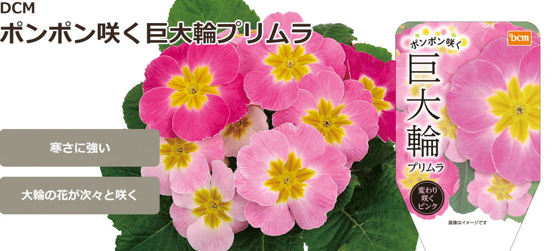 ｄｃｍ ポンポン咲く巨大輪プリムラ 商品カテゴリー ガーデニング 商品紹介 ｄｃｍ