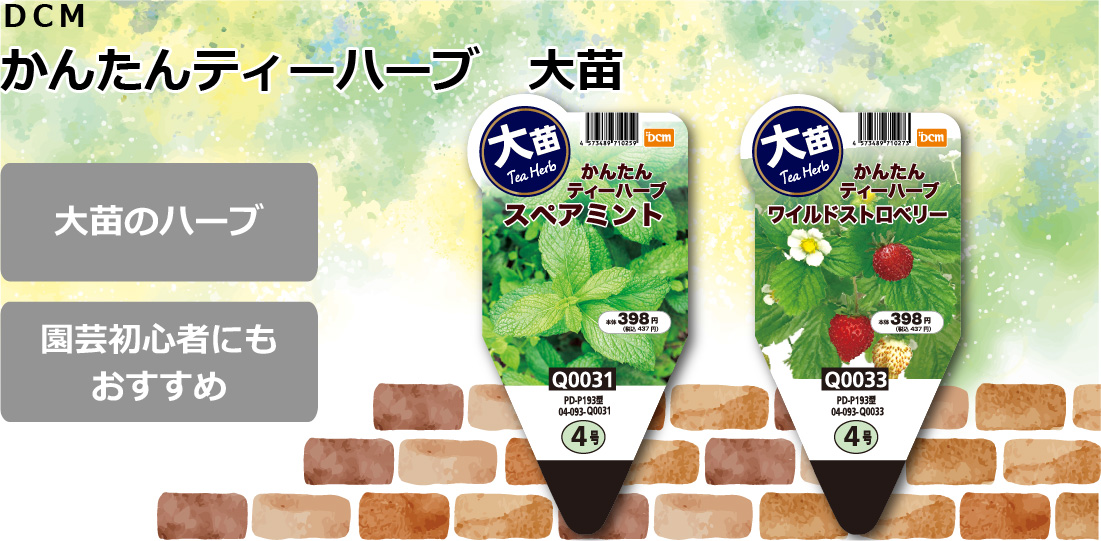 DCM かんたんティーハーブ 大苗