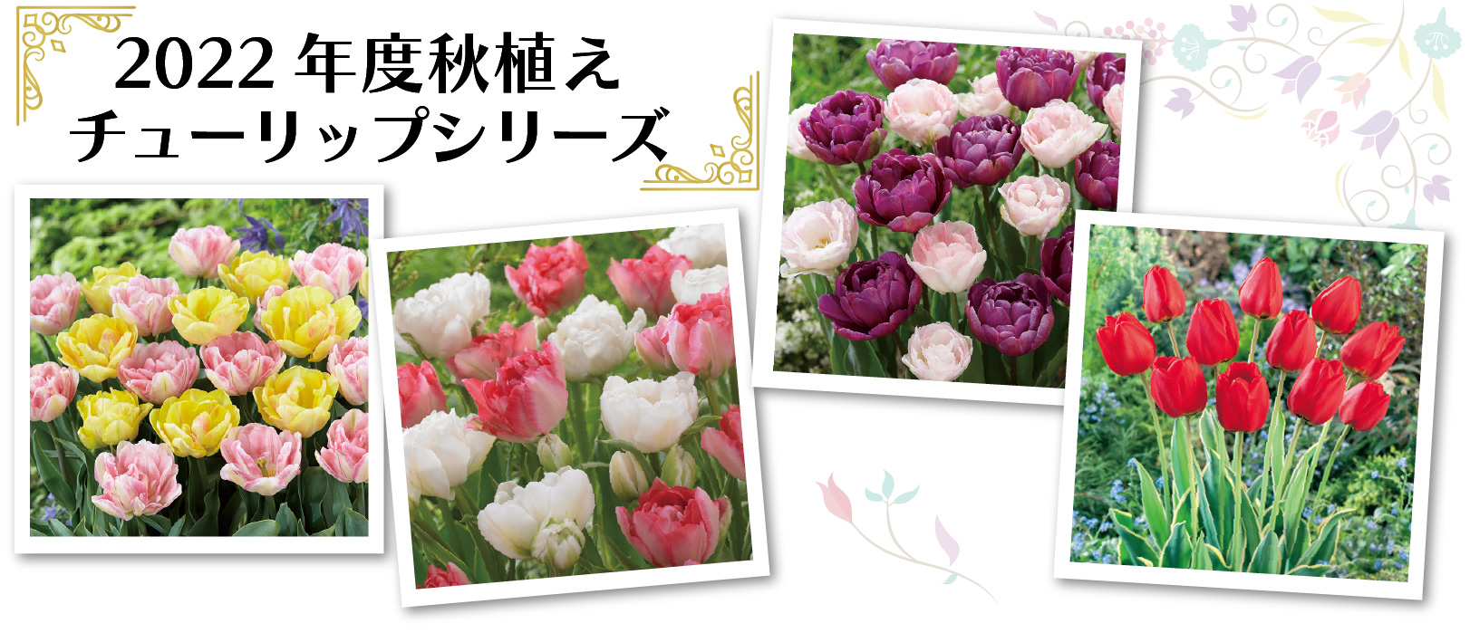 22年度秋植えチューリップシリーズ コラムカテゴリー お役立ち コラム くらしメイド ｄｃｍ