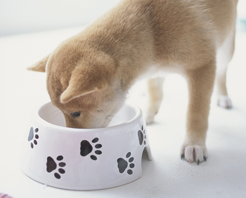 愛犬の食事