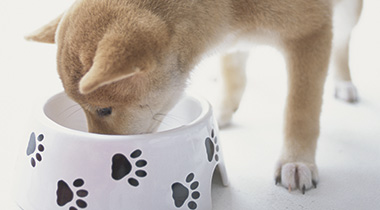 愛犬の食事