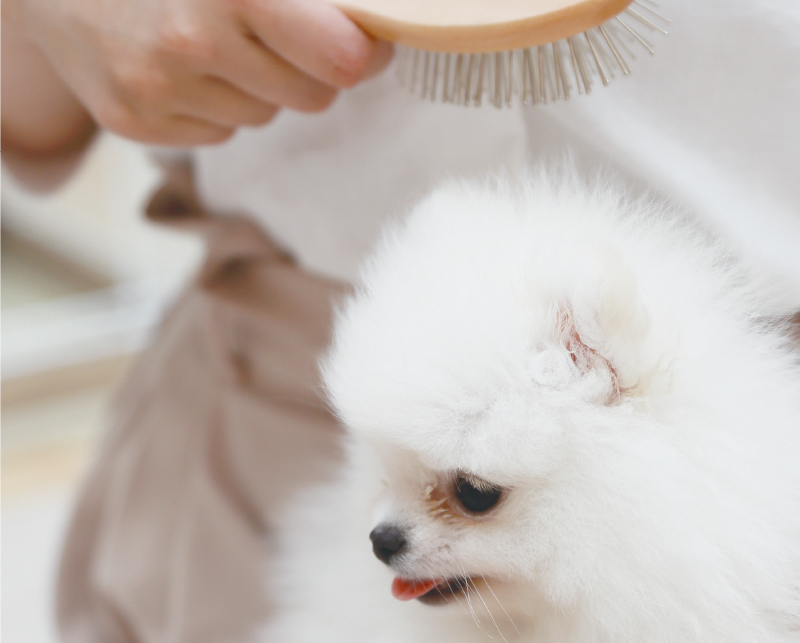 犬のお手入れ-1