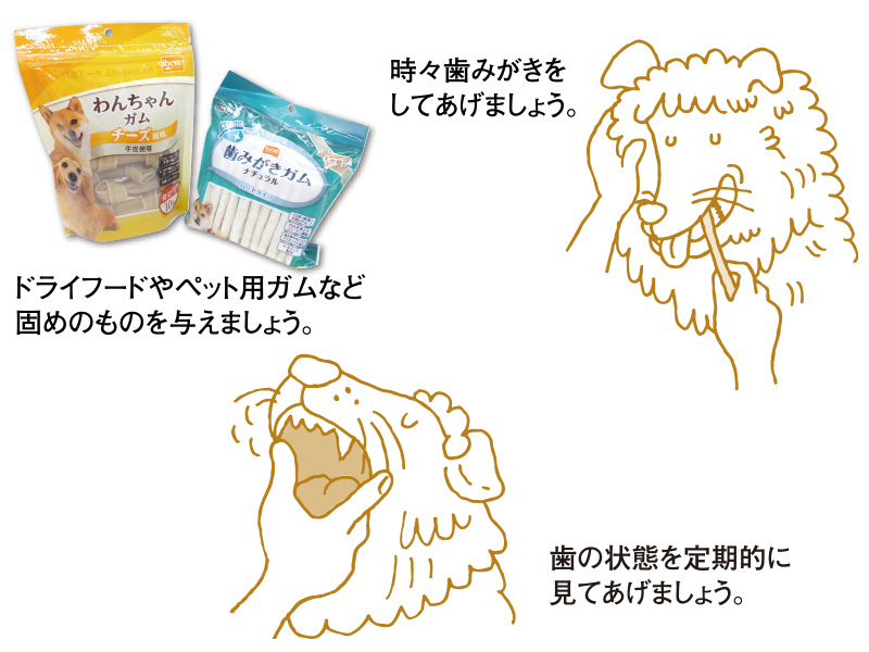 犬のお手入れ 2 歯 つめ 耳 目 鼻 お尻 快適生活ガイド ｄｃｍ