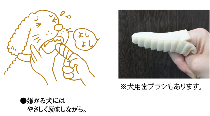 犬のお手入れ 2 歯 つめ 耳 目 鼻 お尻 快適生活ガイド ｄｃｍ