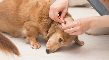 犬のお手入れ-2