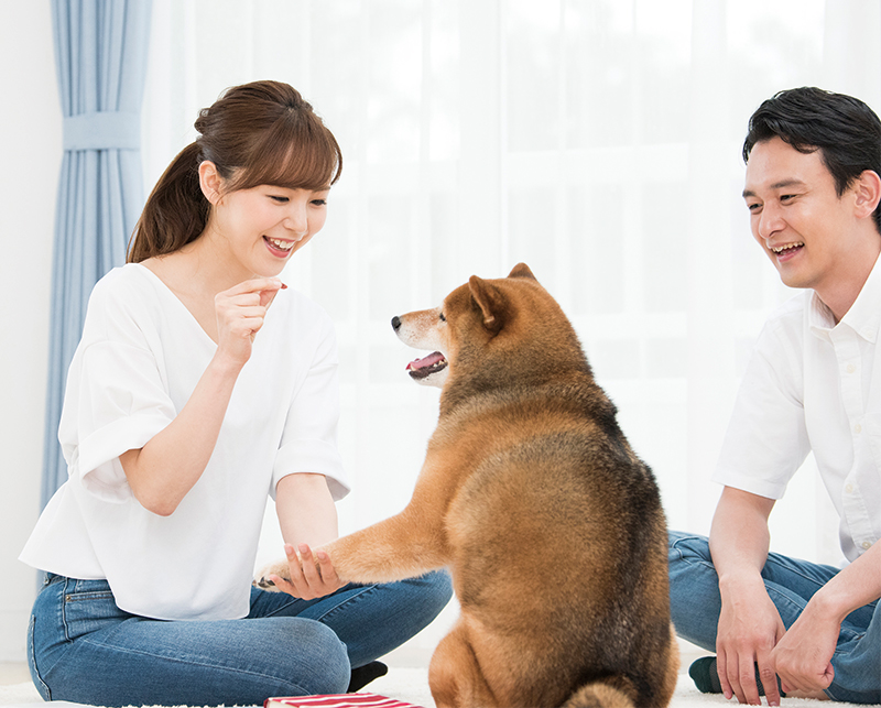 落ち着き の ない 犬 しつけ