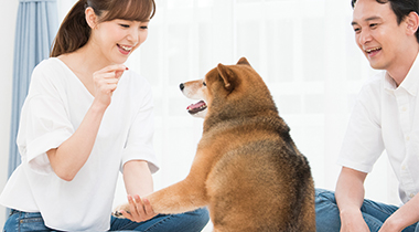 犬のしつけ