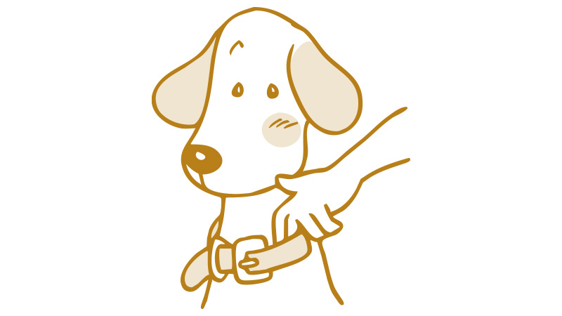 犬具の選び方 快適生活ガイド dcm 犬具の選び方 快適生活ガイド dcm