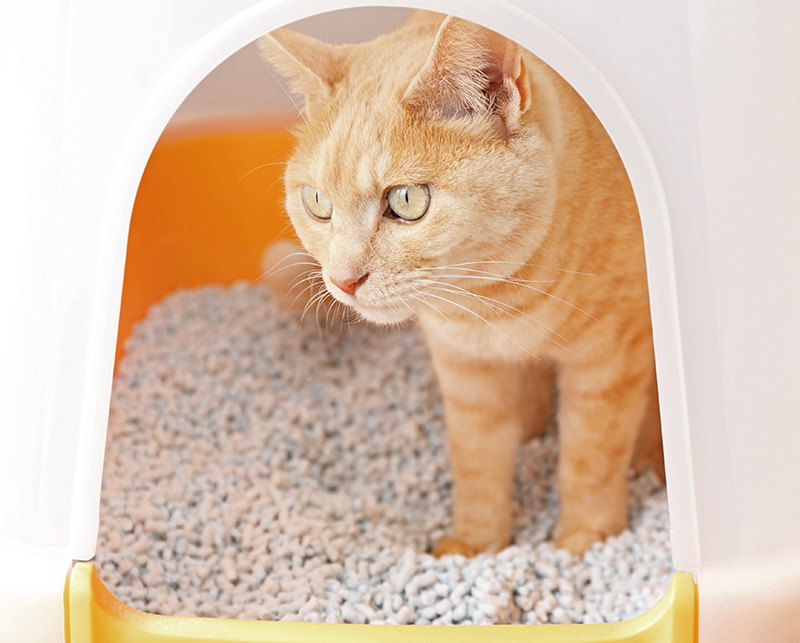猫のトイレのしつけ方と猫砂の種類｜快適生活ガイド｜DCM