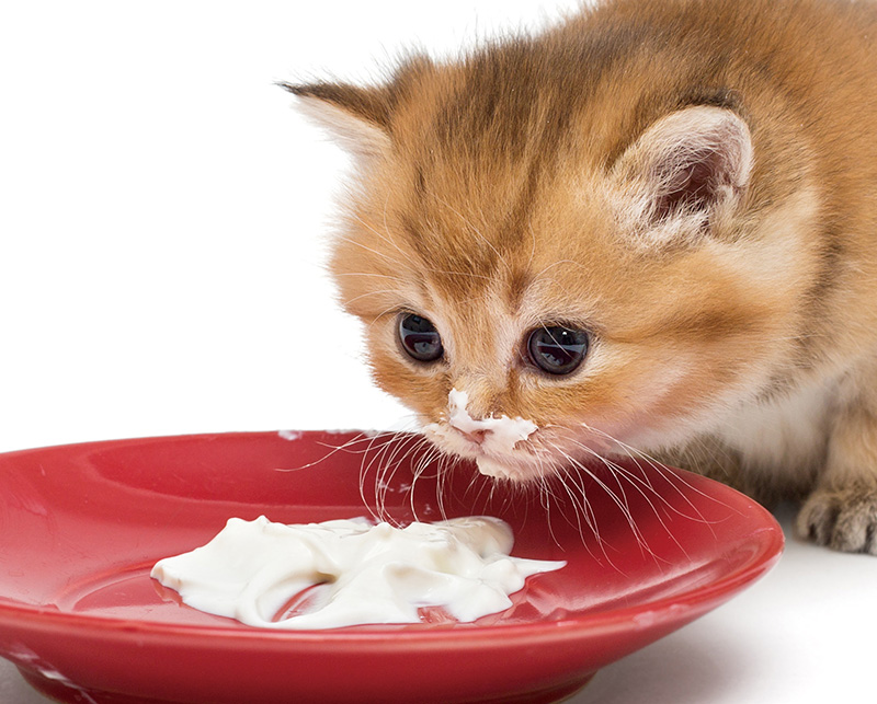 猫 の 食事