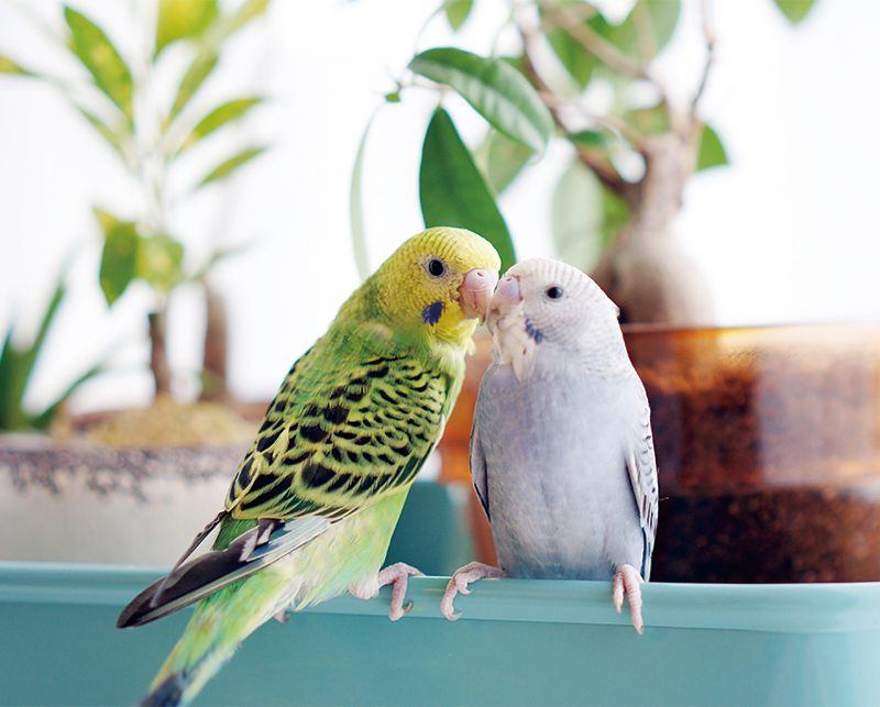 小鳥の飼い方 季節の注意