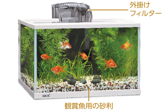 金魚の飼い方 快適生活ガイド ｄｃｍ