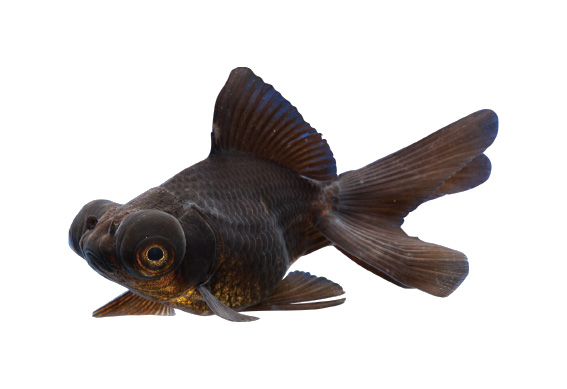 金魚の飼い方 快適生活ガイド ｄｃｍ