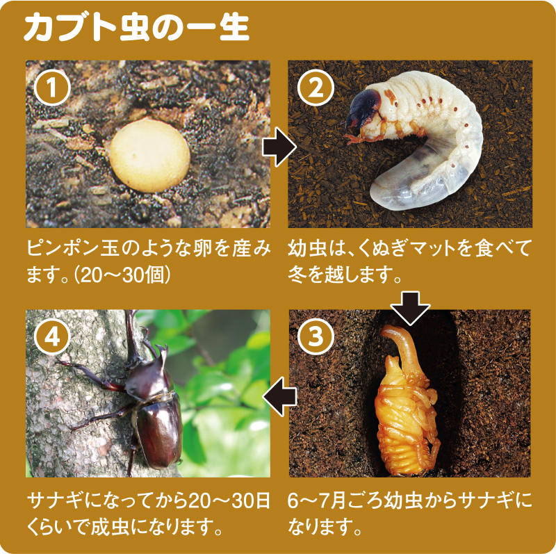 幼虫 方 カブトムシ 育て カブトムシの育て方！『１年間の飼育スケジュール』を覚えておこう！