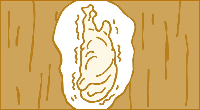 サナギになります。