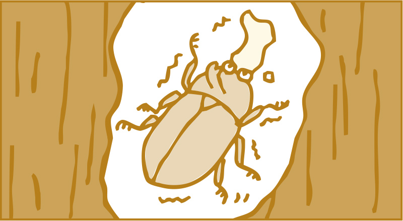 羽が堅くなるのを待ちます。