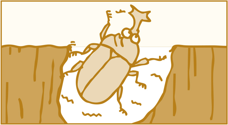 土まゆを破って出てきます。