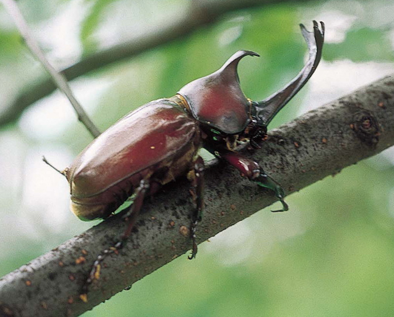 カブトムシの豆知識