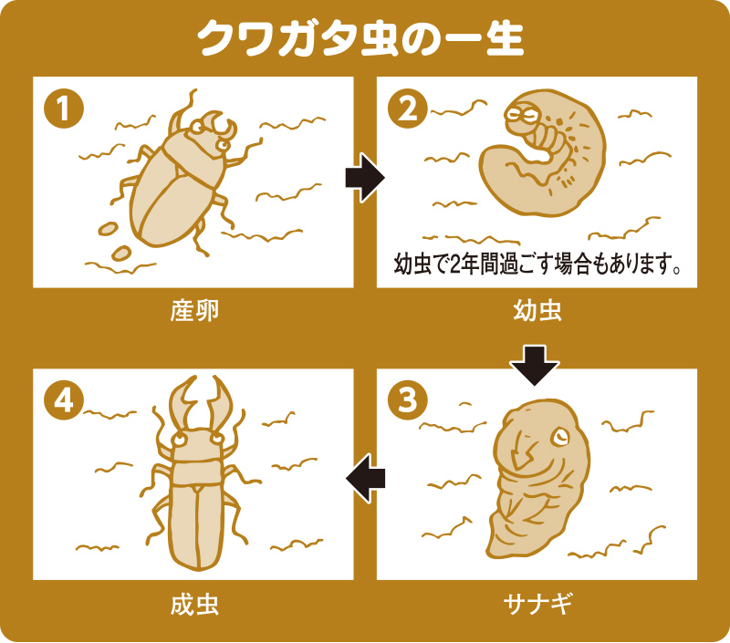 クワガタムシの飼育方法 豆知識 快適生活ガイド ｄｃｍ