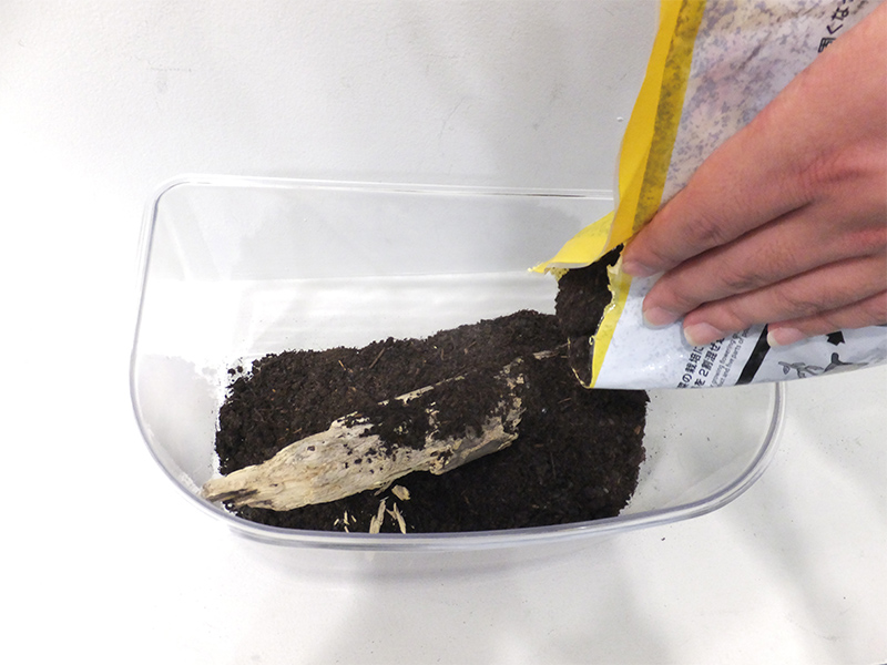 クワガタムシの飼育方法・豆知識