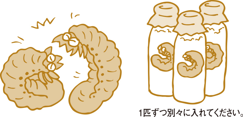 1匹ずつ別々に入れてください。