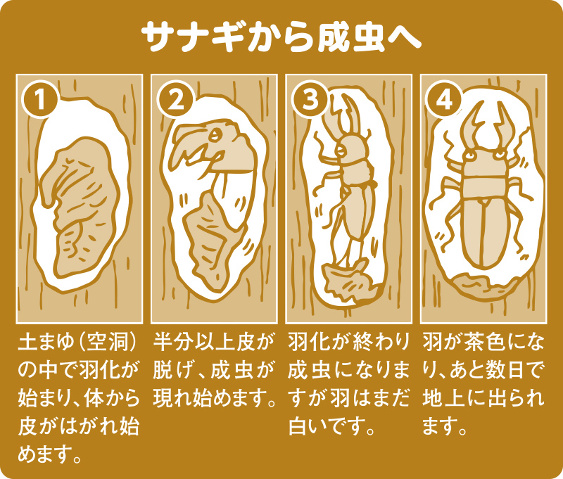 サナギから成虫へ