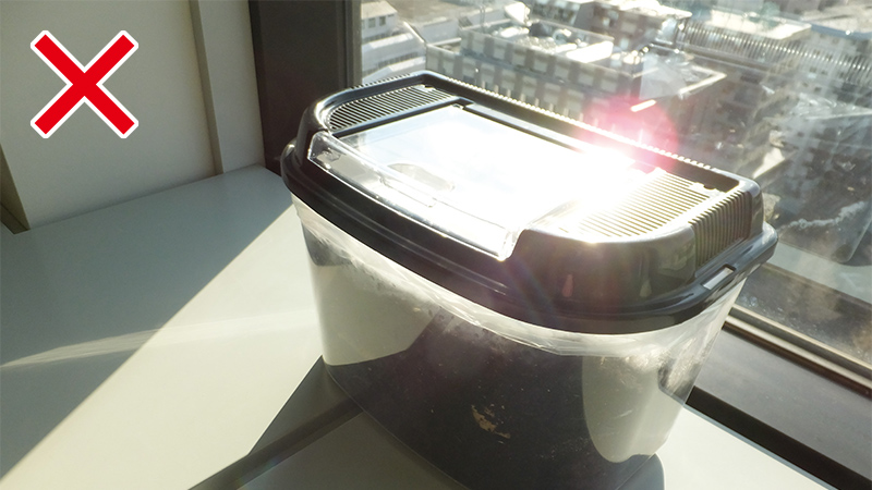 クワガタムシの飼育方法・豆知識