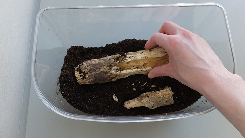 クワガタムシの飼育方法・豆知識