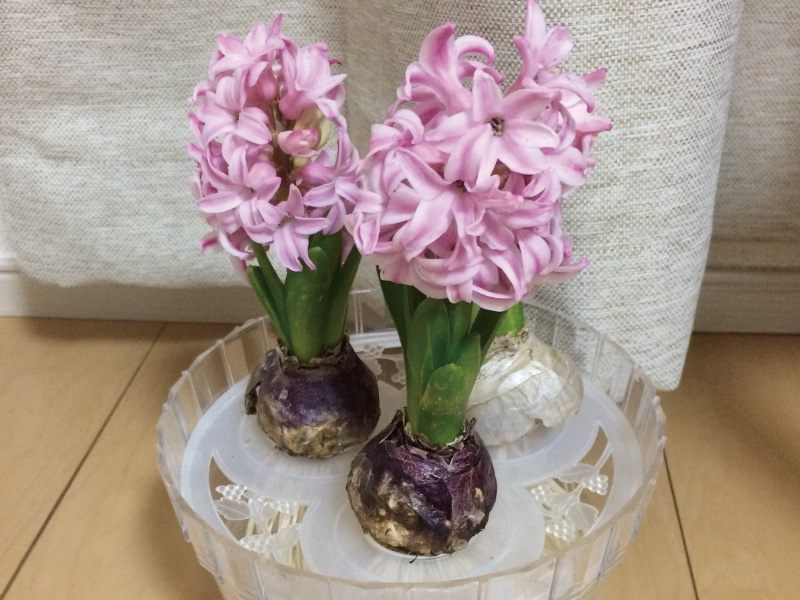 球根の植え付け 快適生活ガイド dcm 球根の植え付け 快適生活ガイド dcm