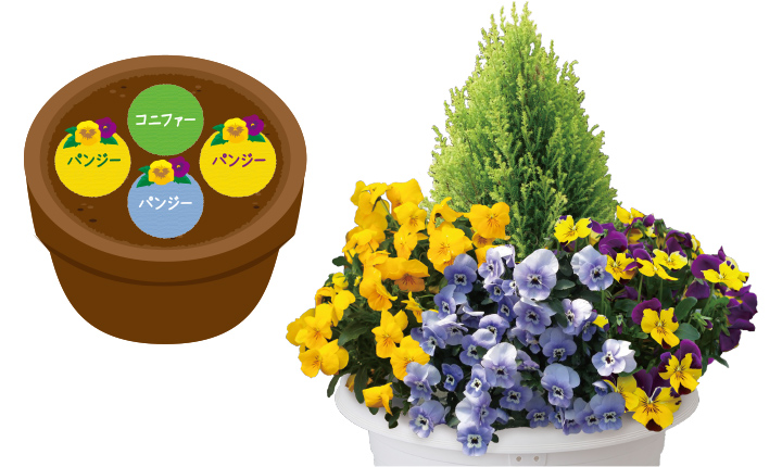 コニファー＆パンジーおすすめレイアウト