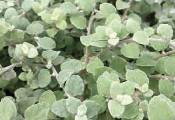 ヘリクリサム ペティオラム シルバー