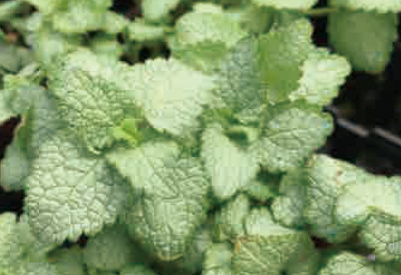 ラミウム ビーコンシルバー