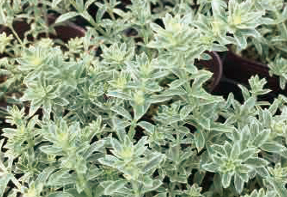 ウエストリンギア