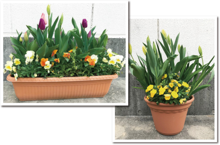 ダブルデッカー植え　例