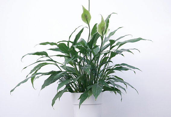 スパティフィラム