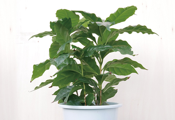 知っておきたい観葉植物 快適生活ガイド dcm 知っておきたい観葉植物 快適生活ガイド dcm